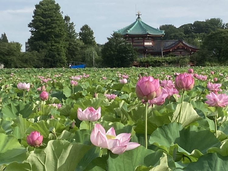 泥からも蓮は咲く